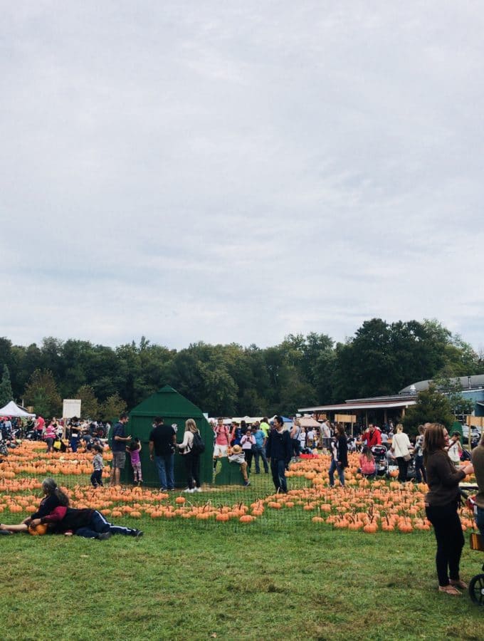 Pumpkin Patch at Harvest Farm Moon and Orchard